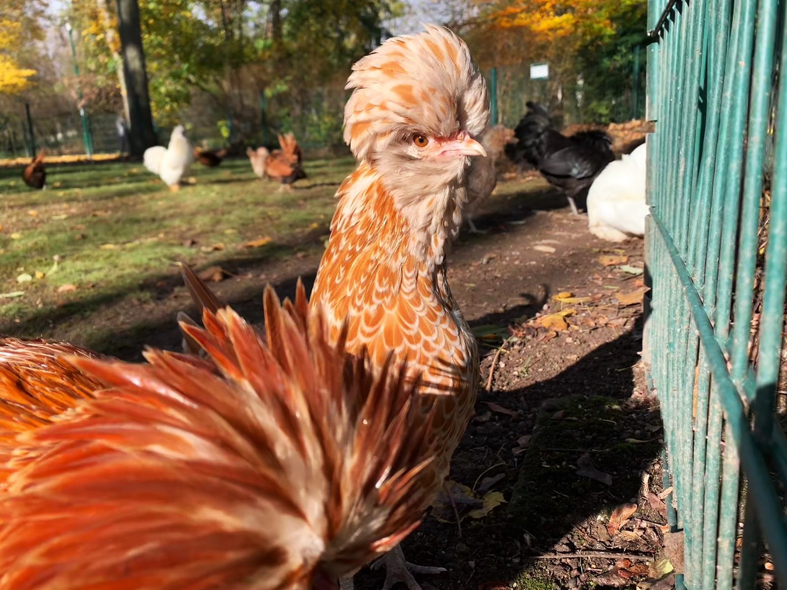 En images : une exposition sur les poules au parc de la Pépinière