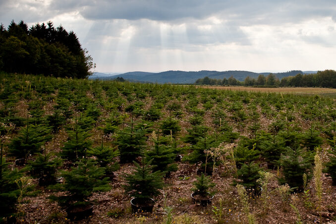 Quand la Lorraine produit des sapins de Noël écoresponsables